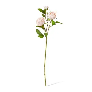 Rose Austin Spray (RT) - 24 x 16 x 78 cm by null, a Plants for sale on Style Sourcebook