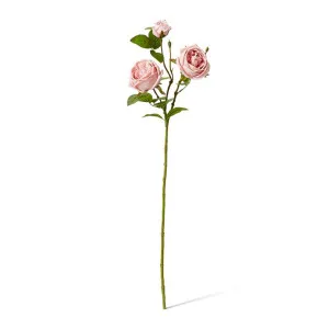 Rose Austin Spray (RT) - 24 x 16 x 78 cm by null, a Plants for sale on Style Sourcebook