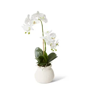 Phalaenopsis Grand - Wanda Vase - 33 x 33 x 63 cm by null, a Plants for sale on Style Sourcebook