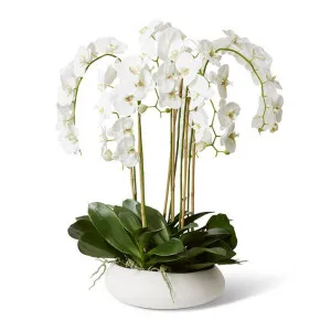 Phalaenopsis Lush Foliage - Matias Bowl - 75 x 80 x 90 cm by null, a Plants for sale on Style Sourcebook