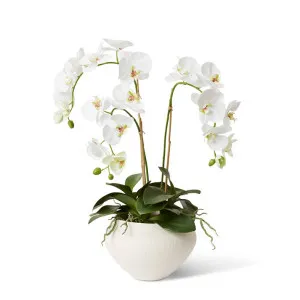 Phalaenopsis DeLuxe - Theo Pot - 54 x 46 x 70 cm by null, a Plants for sale on Style Sourcebook