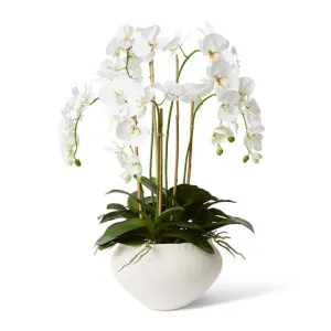 Phalaenopsis DeLuxe - Theo Pot - 68 x 60 x 86 cm by null, a Plants for sale on Style Sourcebook