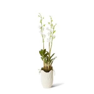 Orchid Dendrobidium Potted - Sanchia Vessel - 25 x 25 x 100 cm by null, a Plants for sale on Style Sourcebook