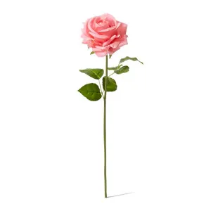 Rose Garden Short Stem (RT) - 14 x 12 x 45cm by null, a Plants for sale on Style Sourcebook