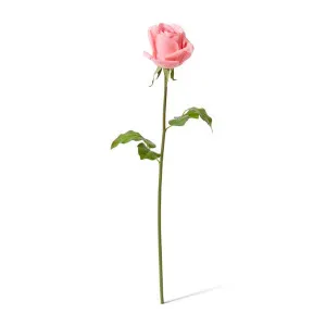Rose Classic Short Stem (RT) - 14 x 12 x 45cm by null, a Plants for sale on Style Sourcebook