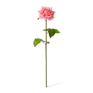 Rose Rambler Short Stem (RT) - 14 x 12 x 45cm by null, a Plants for sale on Style Sourcebook
