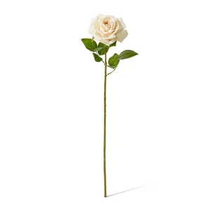 Rose Garden Stem (RT) - 22 x 14 x 66cm by null, a Plants for sale on Style Sourcebook