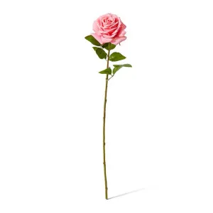 Rose Garden Stem (RT) - 22 x 14 x 66cm by null, a Plants for sale on Style Sourcebook