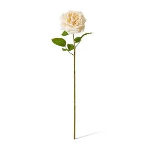 Rose Austin Stem (RT) - 22 x 14 x 66cm by null, a Plants for sale on Style Sourcebook