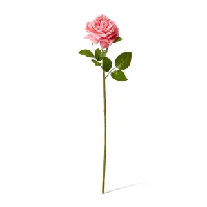 Rose Austin Stem (RT) - 22 x 14 x 66cm by null, a Plants for sale on Style Sourcebook
