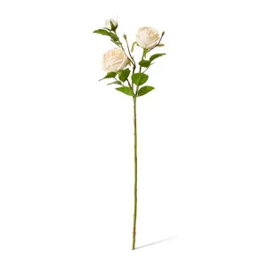Rose Austin Spray (RT) - 24 x 16 x 78cm by null, a Plants for sale on Style Sourcebook