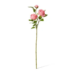 Rose Austin Spray (RT) - 24 x 16 x 78cm by null, a Plants for sale on Style Sourcebook