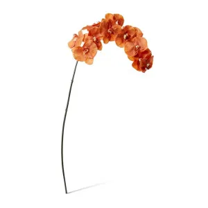 Phalaenopsis Orchid Stem - 20 x 8 x 112cm by null, a Plants for sale on Style Sourcebook