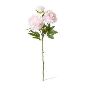 Queen Peony Spray - 30 x 20 x 76cm by null, a Plants for sale on Style Sourcebook
