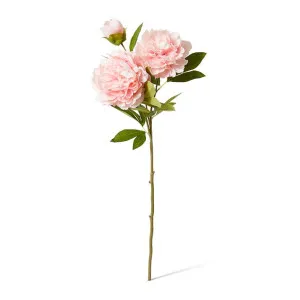 Queen Peony Spray - 30 x 20 x 76cm by null, a Plants for sale on Style Sourcebook