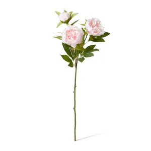 Classic Peony Spray - 27 x 24 x 75cm by null, a Plants for sale on Style Sourcebook