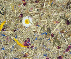 ALMWIESN PREMIUM by Organoid, a Wallpaper for sale on Style Sourcebook