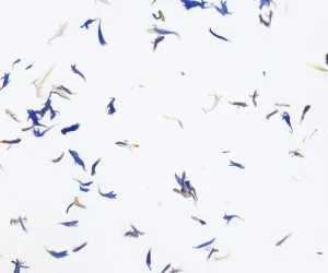 KORNBLUAMA LIGHT by Organoid, a Wallpaper for sale on Style Sourcebook