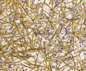 LAWENDL MEDIUM by Organoid, a Wallpaper for sale on Style Sourcebook