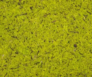 MOUS HELLGRIAN by Organoid, a Wallpaper for sale on Style Sourcebook