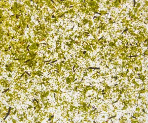 MOUS HELLGRIAN MEDIUM by Organoid, a Wallpaper for sale on Style Sourcebook