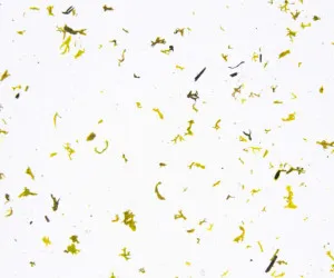 MOUS LIGHT by Organoid, a Wallpaper for sale on Style Sourcebook