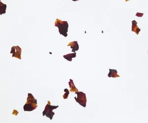 ROASNBLIATN LIGHT by Organoid, a Wallpaper for sale on Style Sourcebook