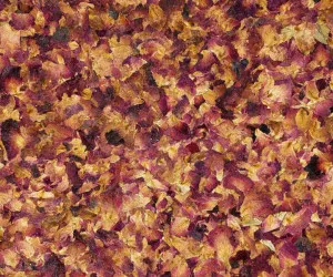 ROASNBLIATN PREMIUM by Organoid, a Wallpaper for sale on Style Sourcebook