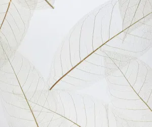 SKELETTBLATTLA MEDIUM on translucent self-adhesive by Organoid, a Wallpaper for sale on Style Sourcebook