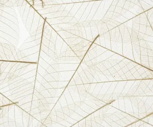 SKELETTBLATTLA on translucent self-adhesive by Organoid, a Wallpaper for sale on Style Sourcebook