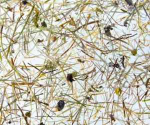WILDSPITZE MEDIUM by Organoid, a Wallpaper for sale on Style Sourcebook