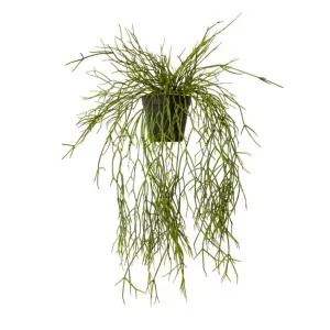Cactus Pencil Plant - 15cm x 37cm x 50cm by null, a Plants for sale on Style Sourcebook