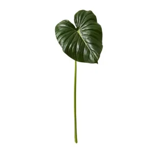 Philodendron Leaf Stem - 90cm by null, a Plants for sale on Style Sourcebook