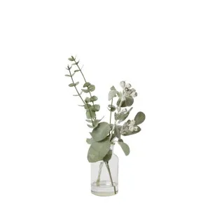 Tetragona Mix  - Specimen Bottle - 18cm x 18cm x 40cm by null, a Plants for sale on Style Sourcebook
