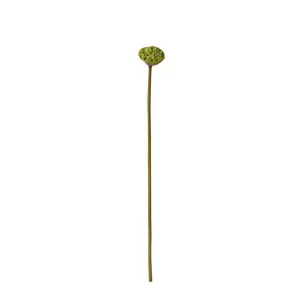Lotus Pod Stem - 74cm by null, a Plants for sale on Style Sourcebook