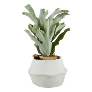 Staghorn Fern Pot 23x47cm in Green/White by OzDesignFurniture, a Plants for sale on Style Sourcebook