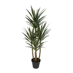 Yucca 5 Branch in Black Pot by Florabelle Living, a Plants for sale on Style Sourcebook