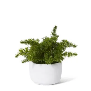 Fern Asparagus Plant Potted - 18 x 18 x 20cm by null, a Plants for sale on Style Sourcebook