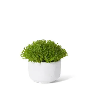 Baby Tears Plant Potted - 16 x 16 x 12cm by null, a Plants for sale on Style Sourcebook