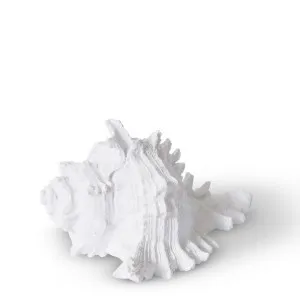 Shell Murex - 14 x 11 x 8cm by null, a Statues & Ornaments for sale on Style Sourcebook