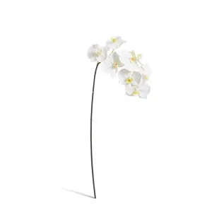 Phalaenopsis Orchid Stem - 20 x 8 x 95cm by null, a Plants for sale on Style Sourcebook