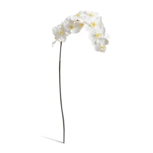 Phalaenopsis Orchid Stem - 20 x 8 x 112cm by null, a Plants for sale on Style Sourcebook