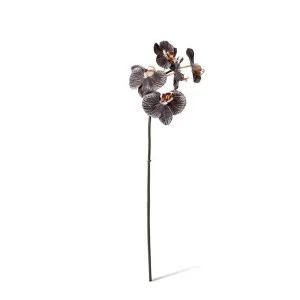 Phalaenopsis Orchid Mini Stem - 14 x 7 x 51cm by null, a Plants for sale on Style Sourcebook