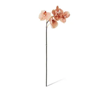 Phalaenopsis Orchid Mini Stem - 14 x 7 x 51cm by null, a Plants for sale on Style Sourcebook