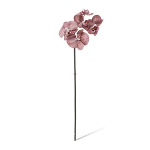 Phalaenopsis Orchid Mini Stem - 14 x 7 x 51cm by null, a Plants for sale on Style Sourcebook