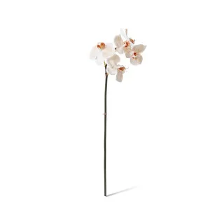 Phalaenopsis Orchid Mini Stem - 14 x 7 x 51cm by null, a Plants for sale on Style Sourcebook