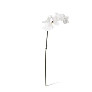 Phalaenopsis Orchid Mini Stem - 14 x 7 x 51cm by null, a Plants for sale on Style Sourcebook