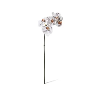 Phalaenopsis Orchid Mini Stem - 14 x 7 x 51cm by null, a Plants for sale on Style Sourcebook