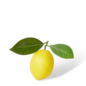 Lemon Twig - 14 x 8 x 10cm by null, a Plants for sale on Style Sourcebook
