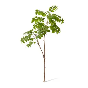 Japanese Lacquer Spray - 38 x 53 x 109cm by null, a Plants for sale on Style Sourcebook